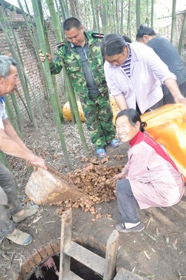 沃爾瑪四川采購人員赴四川蘆山天全縣落改村與農戶對接現場收購滯銷生姜